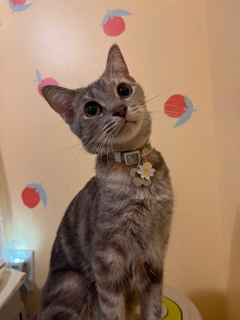 Isa✨🌼 's profile image