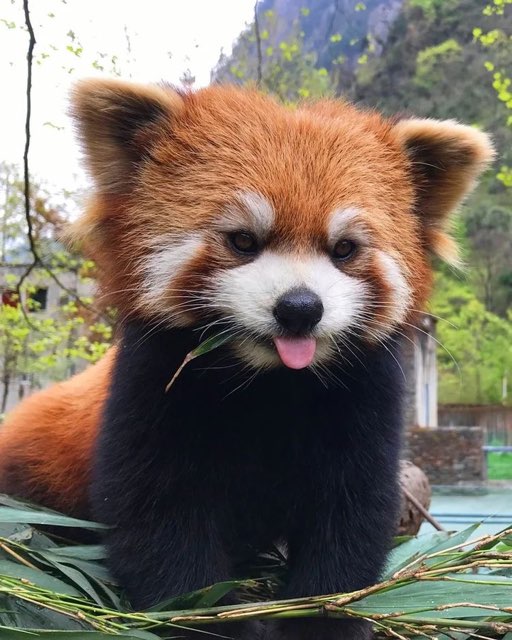Panda 's profile image