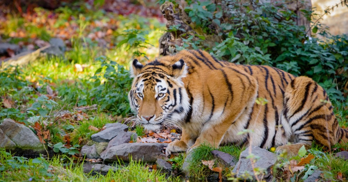 Tiger 's profile image