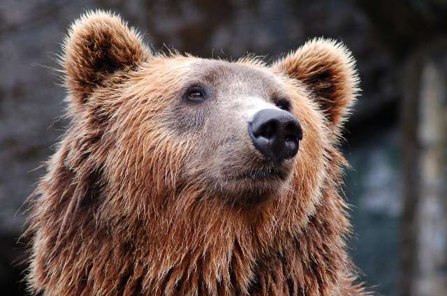 Bear 's profile image