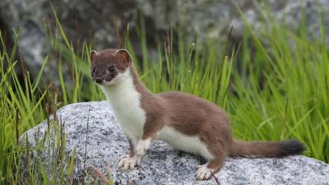 Pipe Fox's profile image