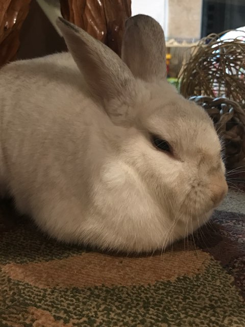 Hannah's profile image