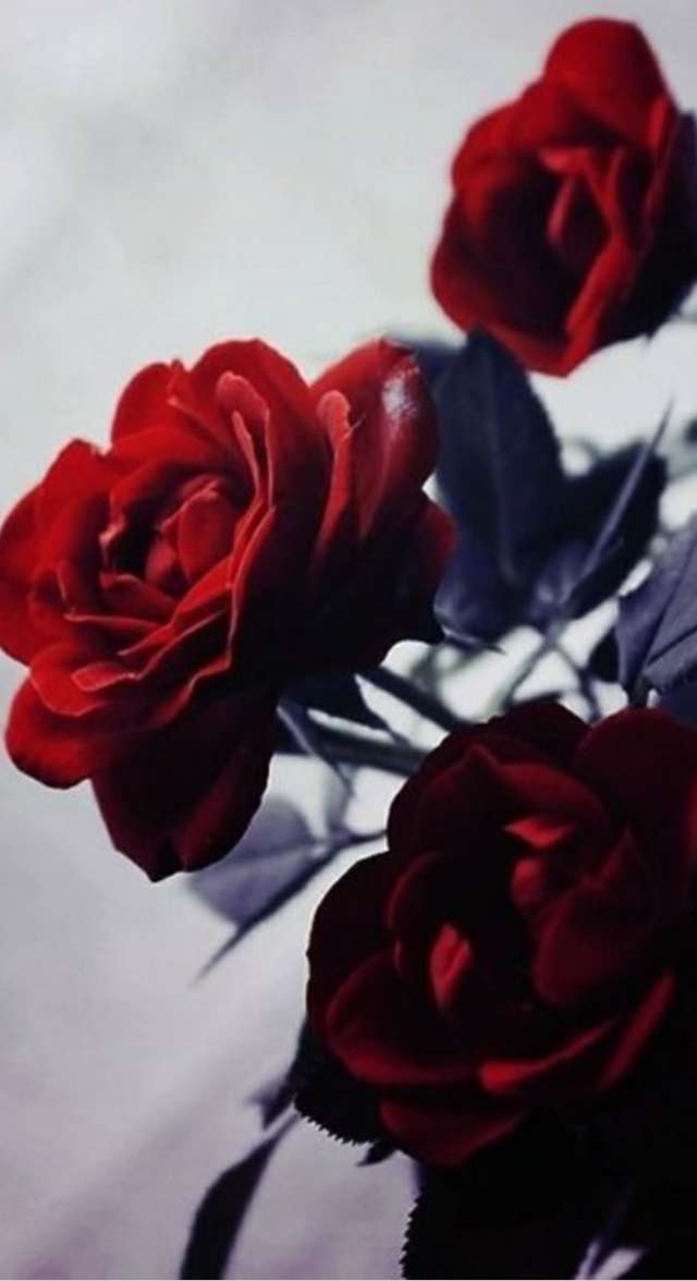 Profile User Image