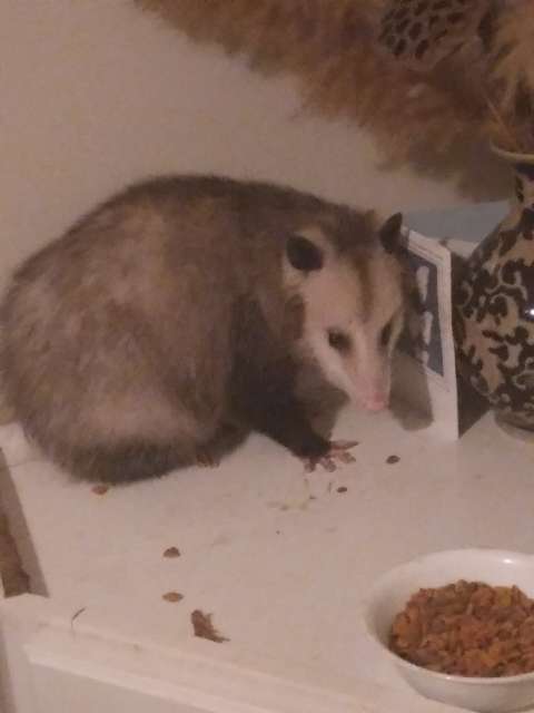Carol Blakley's profile image