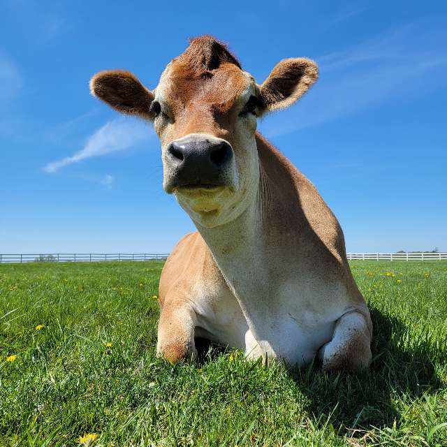 Stacie S's profile image