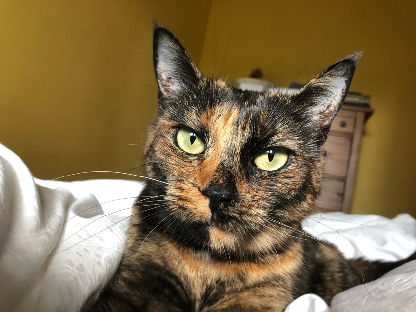 Clementine 's profile image