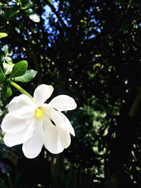 Profile Cover Image