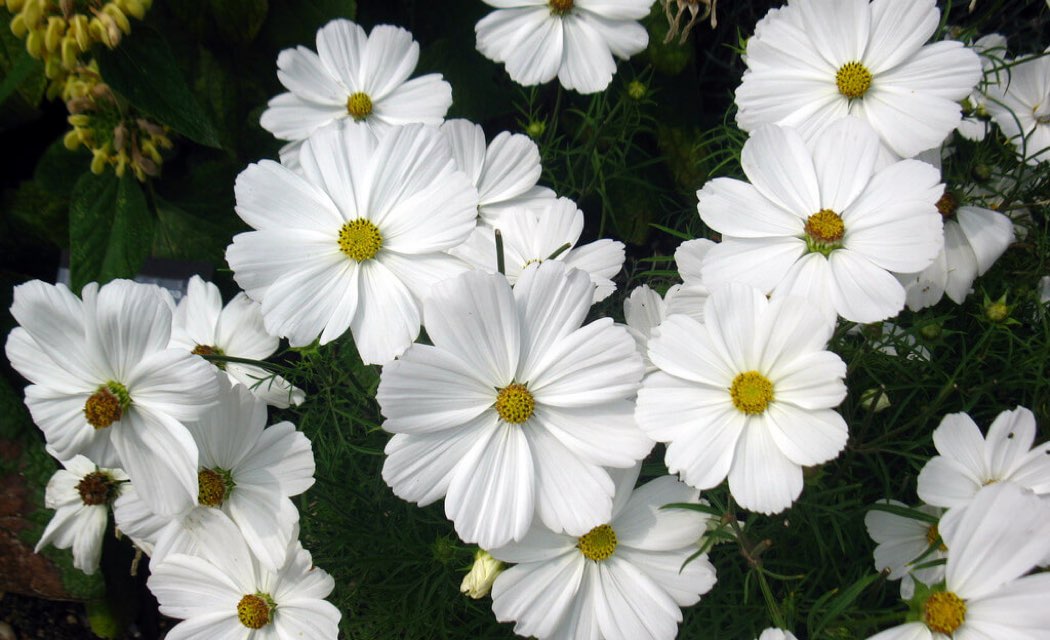 DaisyCocoJet 's profile image