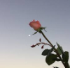 Grace Kember's profile image